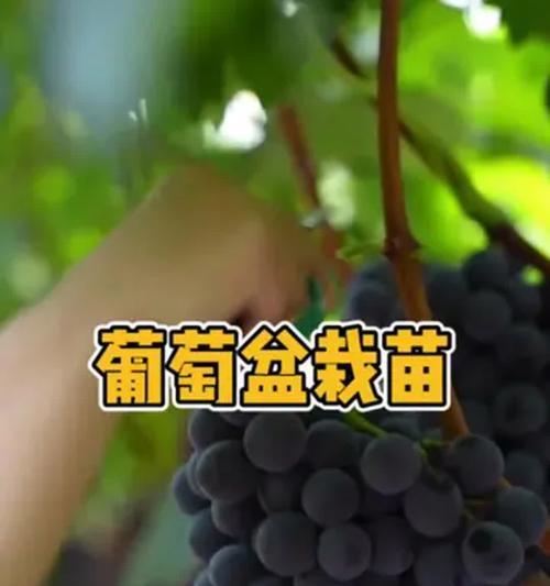 盆栽葡萄为何只结一串果？如何提高其结果率？