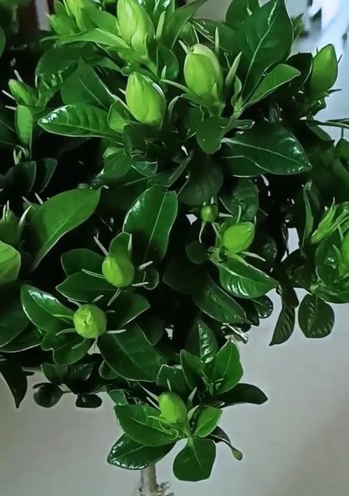 栀子花的养殖技巧有哪些？怎样才能使其花开不断？
