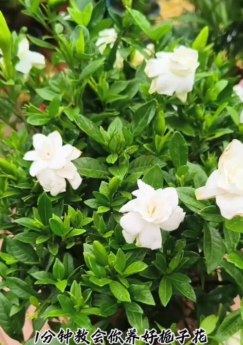 栀子花的养殖技巧有哪些？怎样才能使其花开不断？