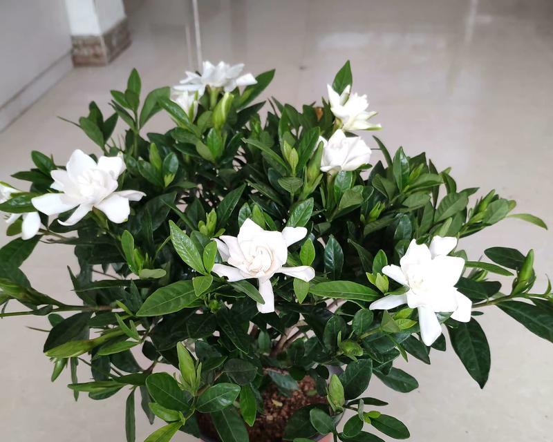 栀子花的养殖技巧有哪些？怎样才能使其花开不断？