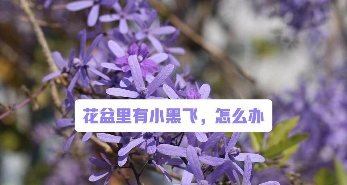 花盆出现小黑飞虫的原因是什么？如何有效去除这些飞虫？