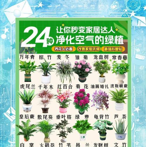 什么花草放在卧室最好？净化空气的植物有哪些？