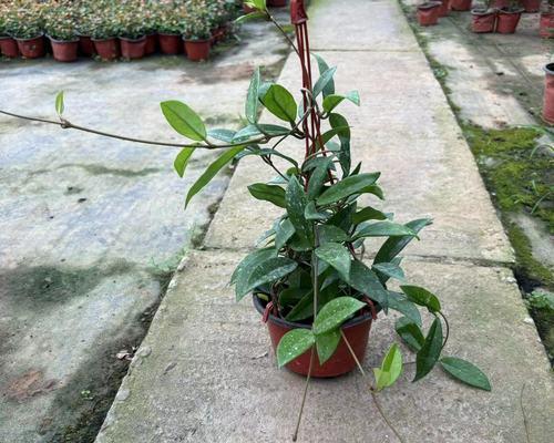 什么花草放在卧室最好？净化空气的植物有哪些？
