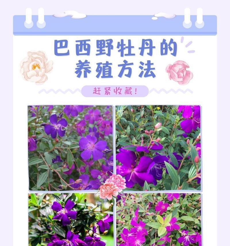 花草养殖的基本方法是什么？有哪些技巧可以让花草长得更健康？
