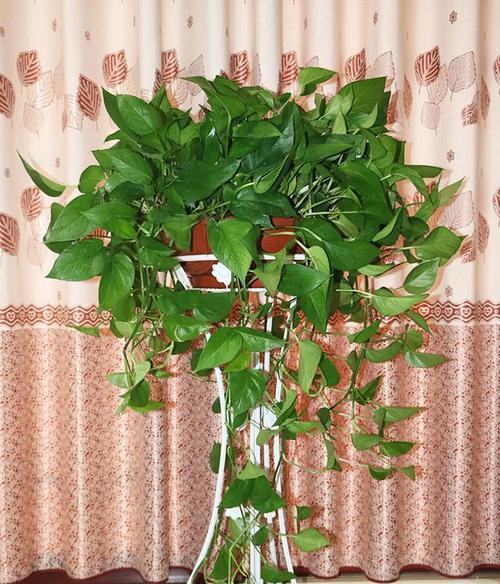 室内种植花卉有哪些技巧？如何选择适合室内的花卉？