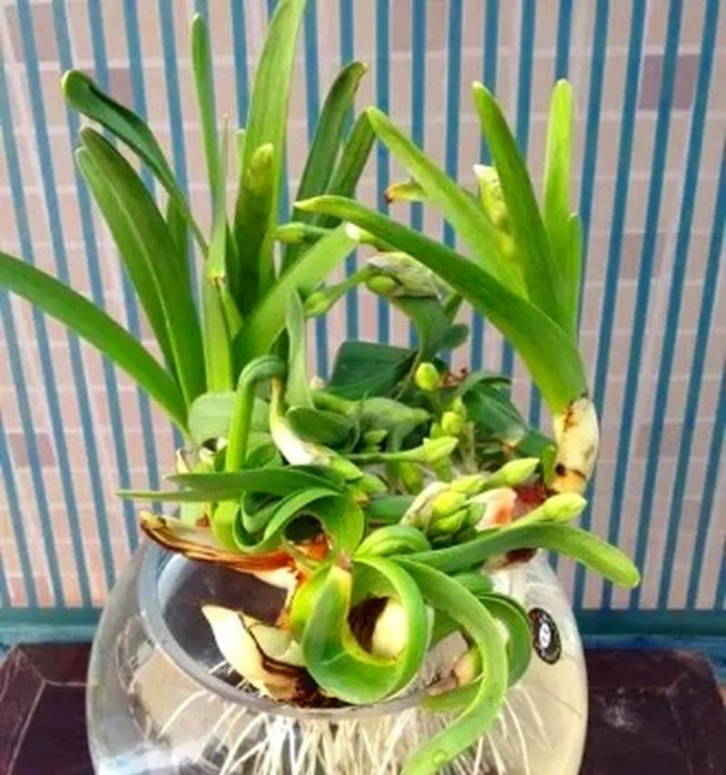 室内种植花卉有哪些技巧？如何选择适合室内的花卉？