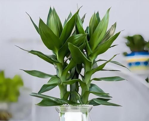 室内种植花卉有哪些技巧？如何选择适合室内的花卉？