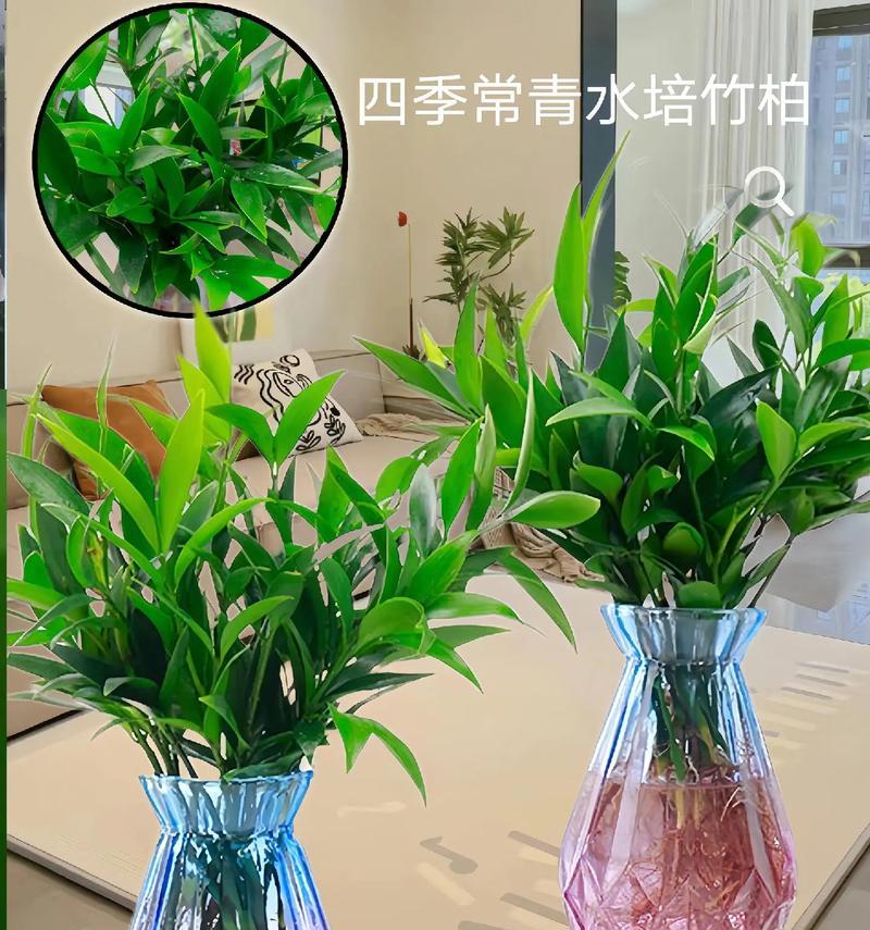 水栽植物有哪些种类？