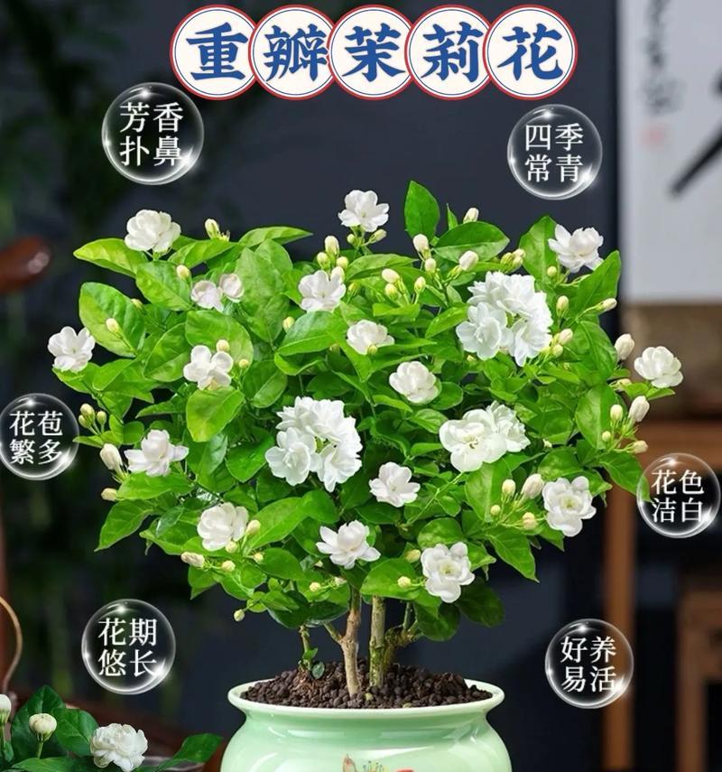 水栽植物有哪些种类？