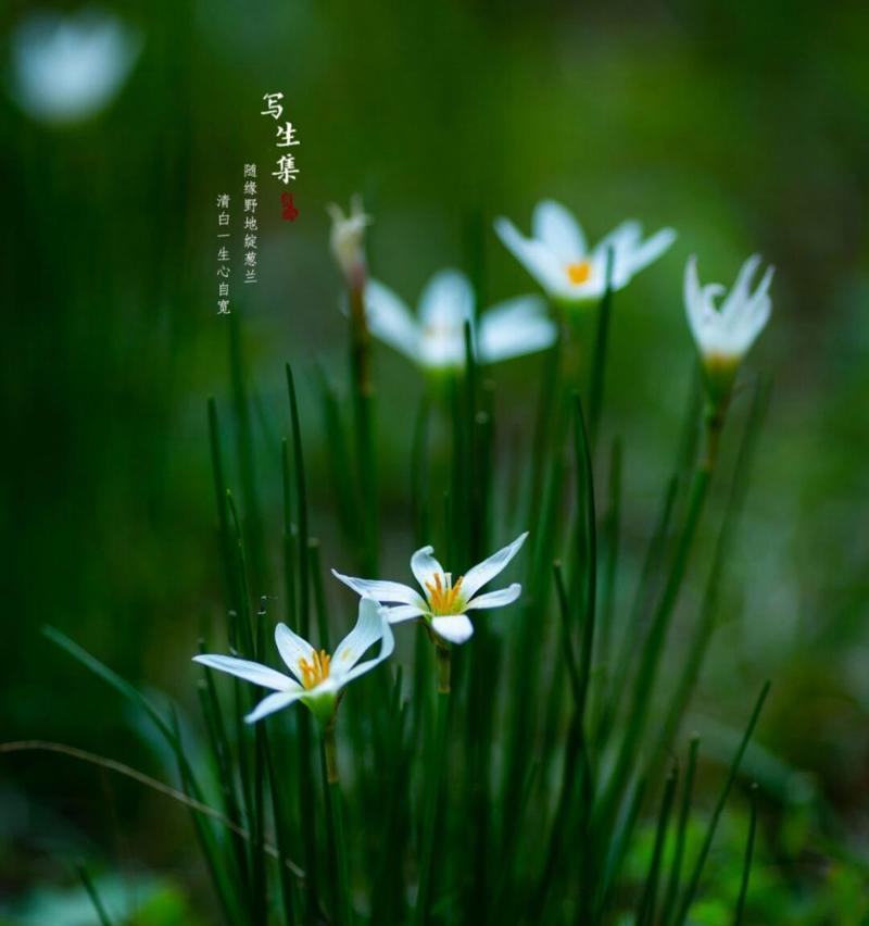 葱莲的花期是什么时候？如何让葱莲开更多花？