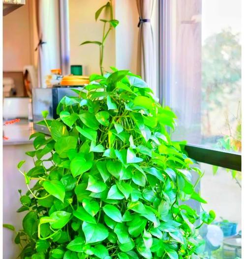 哪些植物象征财富？如何选择适合旺财的室内植物？