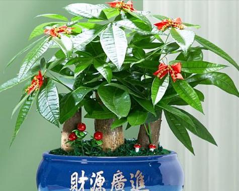 哪些植物象征财富？如何选择适合旺财的室内植物？