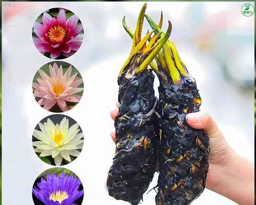 水莲花盆栽如何养护？水培水莲花怎样才能开花？