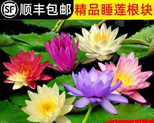 水莲花盆栽如何养护？水培水莲花怎样才能开花？