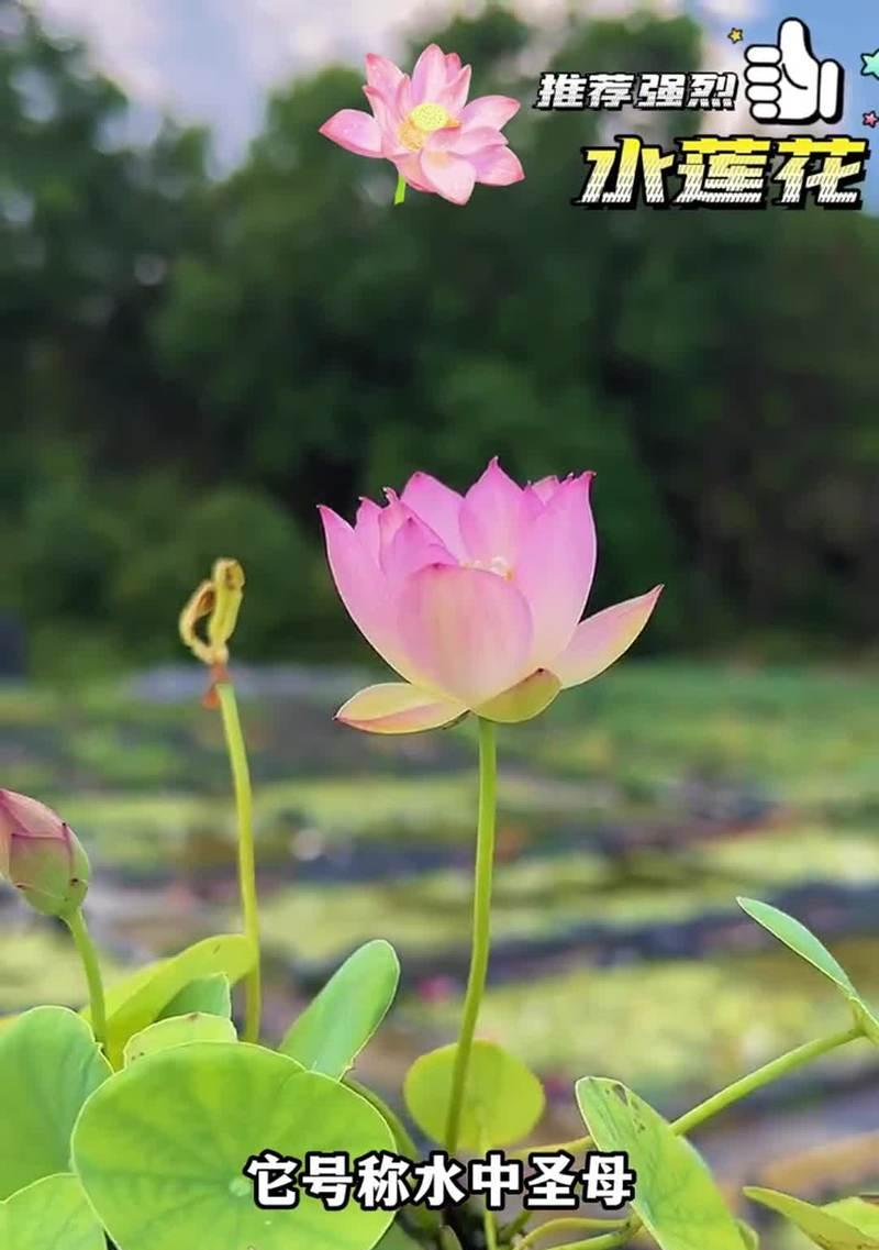 水莲花盆栽如何养护？水培水莲花怎样才能开花？