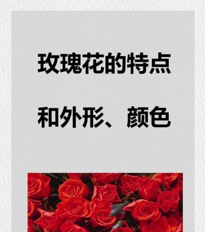 玖瑰花的开花时间是什么时候？如何促进其开花？