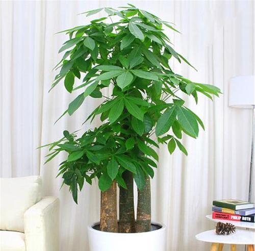 发财树果实种植的可行性如何？