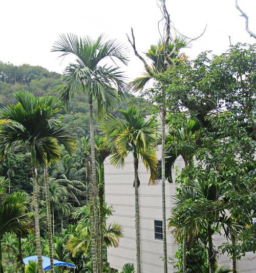 发财树果实种植的可行性如何？