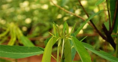 跳舞草的种植方法有哪些？怎样才能成功种植跳舞草？