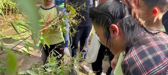 跳舞草的种植方法有哪些？怎样才能成功种植跳舞草？