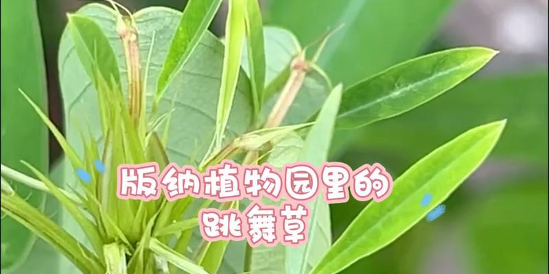 跳舞草的种植方法有哪些？怎样才能成功种植跳舞草？