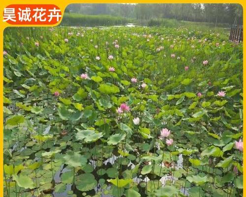 睡莲插枝的正确方法是什么？睡莲插枝后如何管理以促进生长？