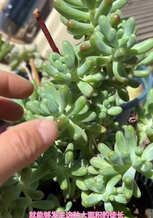 多肉植物徒长的原因是什么？如何有效防止多肉植物徒长？