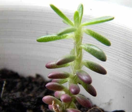 多肉植物徒长的原因是什么？如何有效防止多肉植物徒长？