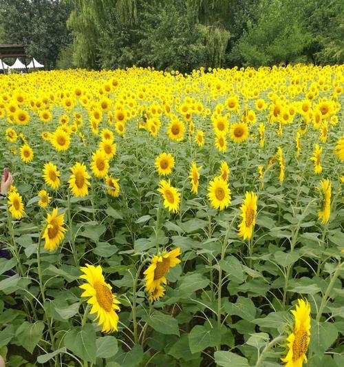 奥花的制作方法是什么？如何制作出完美的奥花？