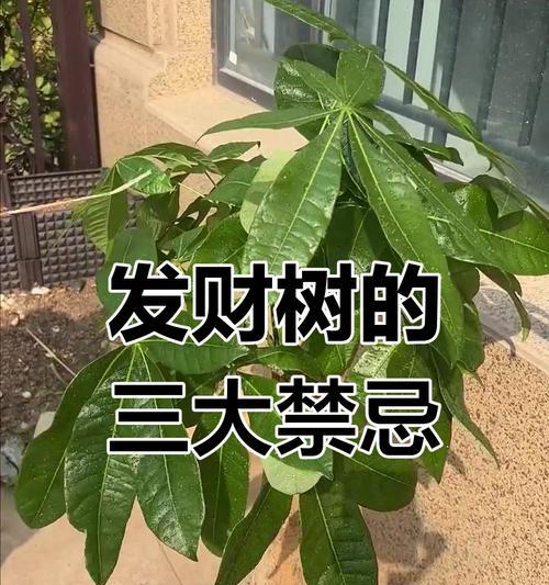 发财树掉叶子是什么原因？