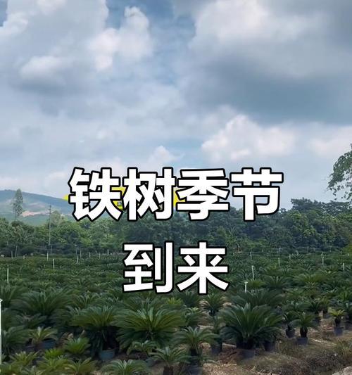 铁树施肥的最佳时机是什么时候？铁树施肥的正确方法有哪些？
