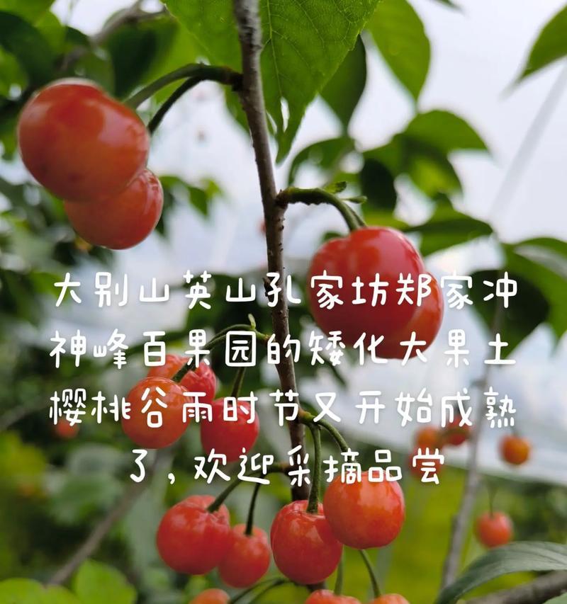 车厘子矮化盆栽果子未成熟如何处理？