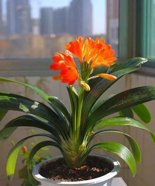 鸿运当头不开花的原因是什么？如何解决这个问题？