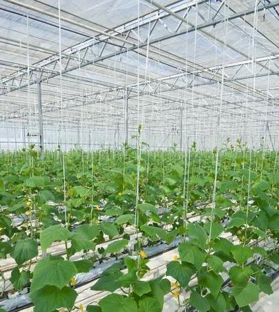 夏天适合种植哪些农作物？