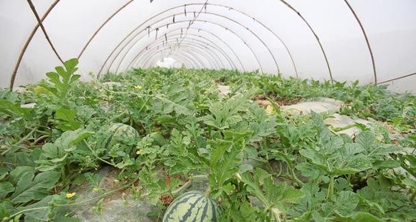 夏天适合种植哪些农作物？