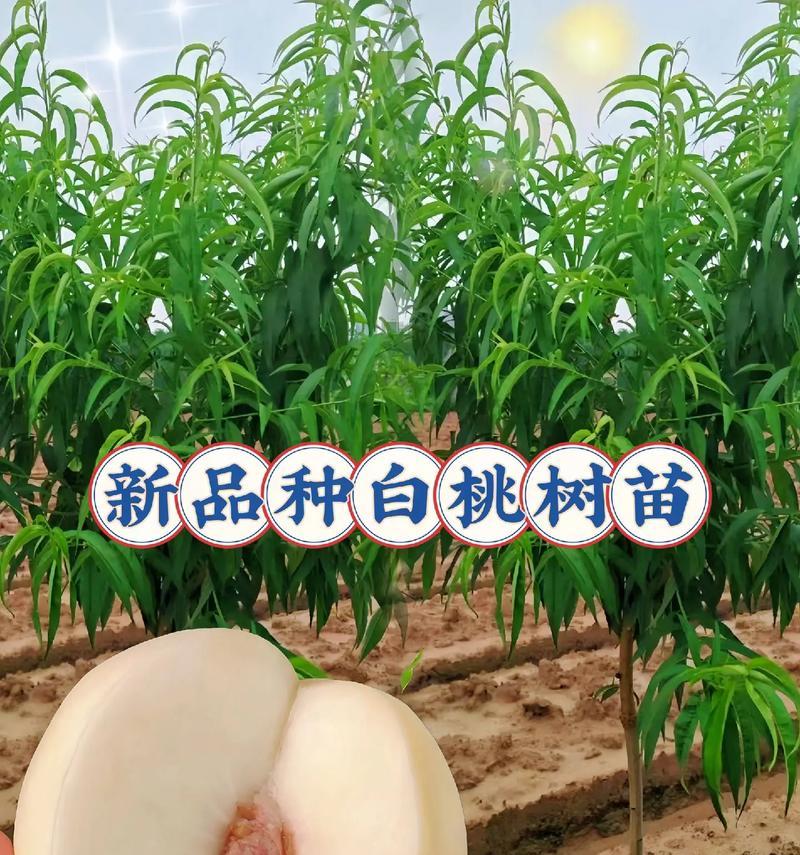 盆栽小桃树苗为何只长主干？