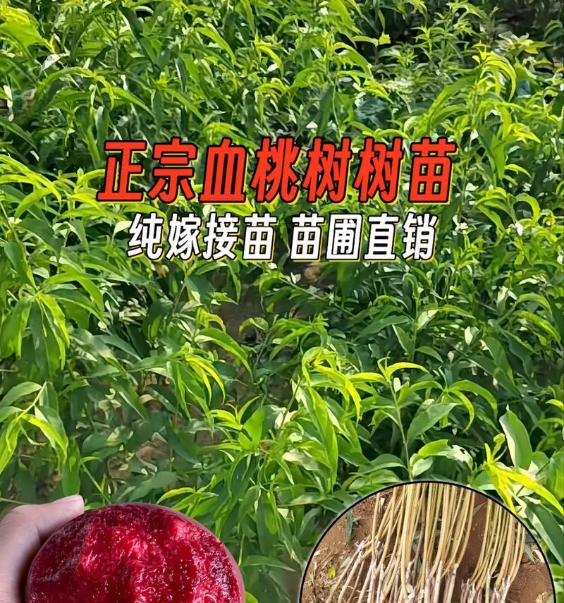 盆栽小桃树苗为何只长主干？