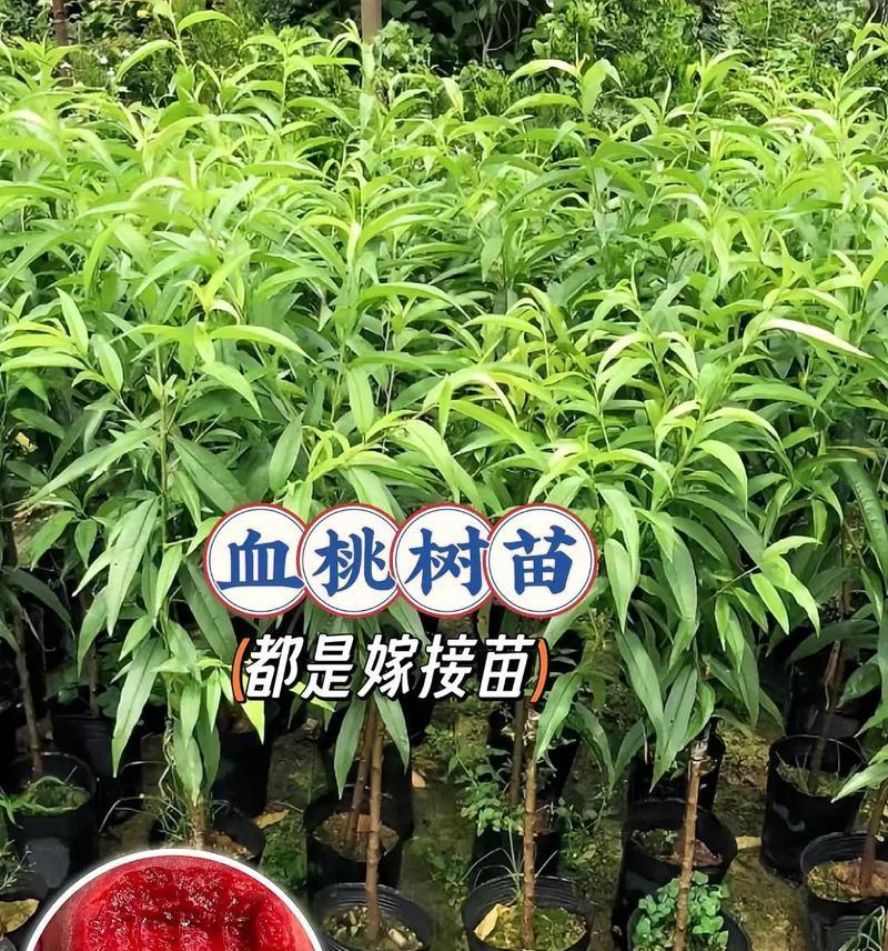 盆栽小桃树苗为何只长主干？