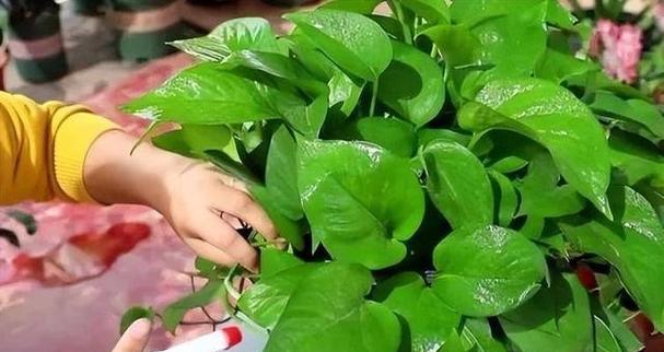 绿萝冬季的养护方法是什么？如何确保绿萝安全过冬？