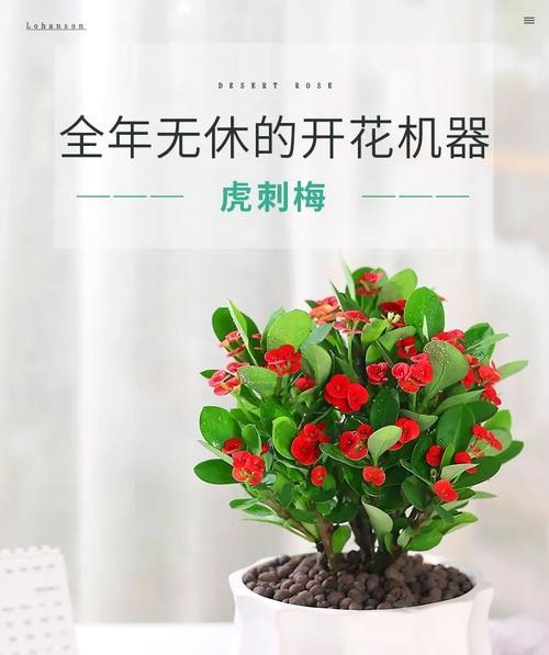 虎刺梅施肥应该选择哪种肥料？