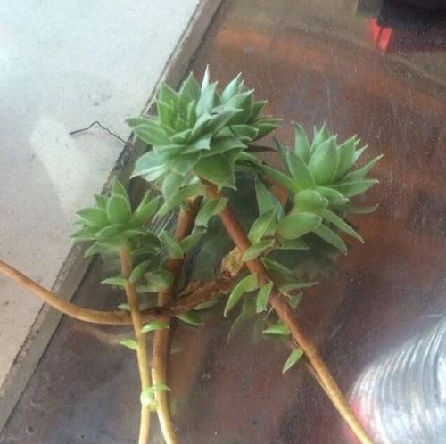 观音莲长出小苗正常吗？如何正确处理？
