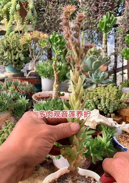 观音莲长出小苗正常吗？如何正确处理？