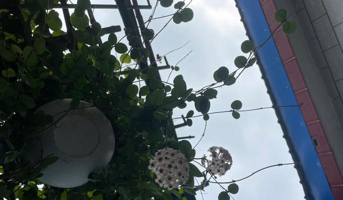 球兰冬季养护需要注意什么？