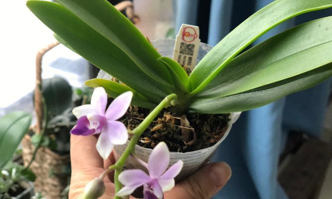 蝴蝶兰开花的养护技巧是什么？怎样才能促进蝴蝶兰开花？