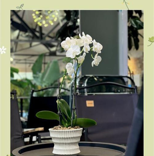 蝴蝶兰开花的养护技巧是什么？怎样才能促进蝴蝶兰开花？