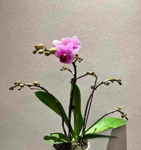 蝴蝶兰开花的养护技巧是什么？怎样才能促进蝴蝶兰开花？