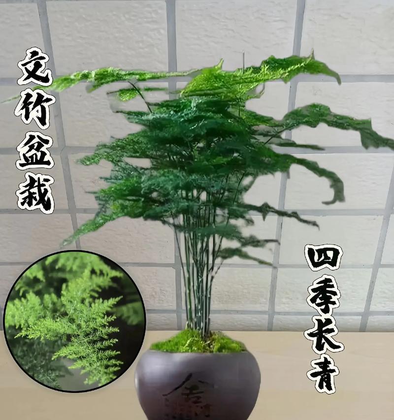 四季竹子的养殖技巧有哪些？如何保持其四季常绿？