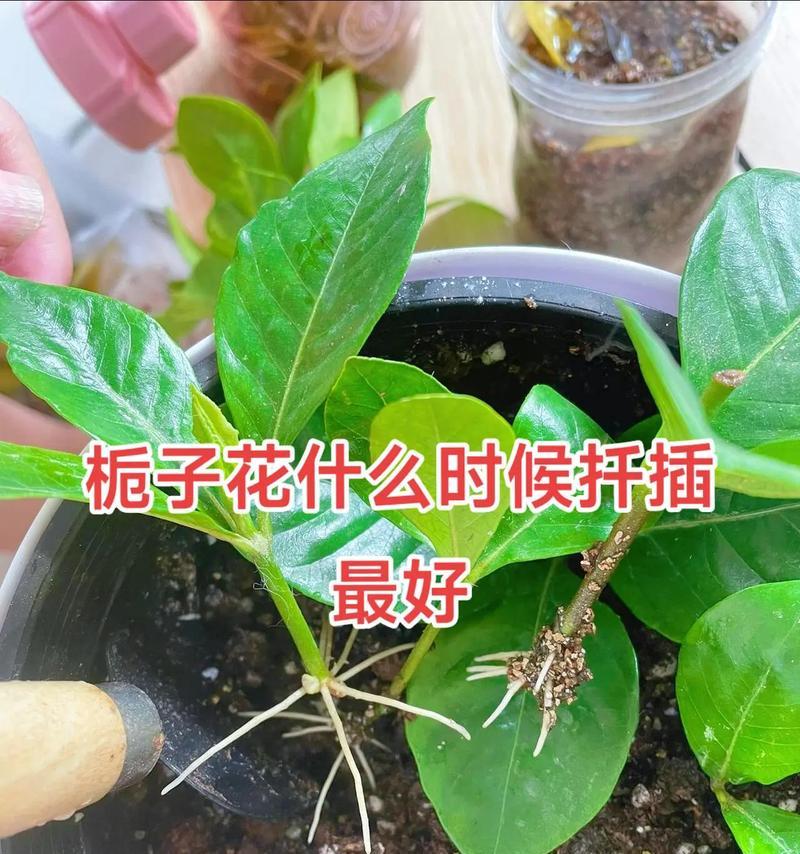 小叶枝子花修剪的最佳时机是什么时候？如何修剪？