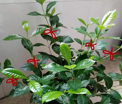 小叶枝子花修剪的最佳时机是什么时候？如何修剪？