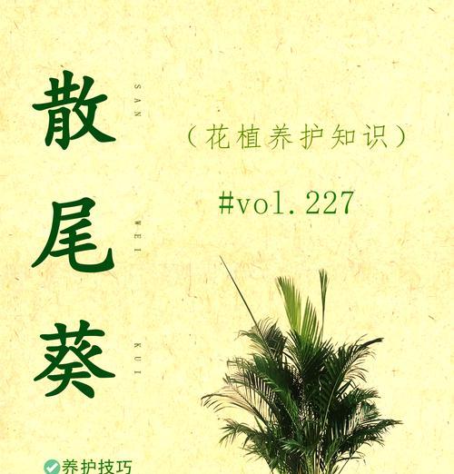 散尾葵烂根怎么办？如何进行根部的护理？